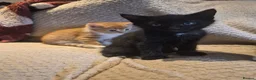 Mixed Breed cats for sale: 5 mixed breed kittens available - Advert 10
