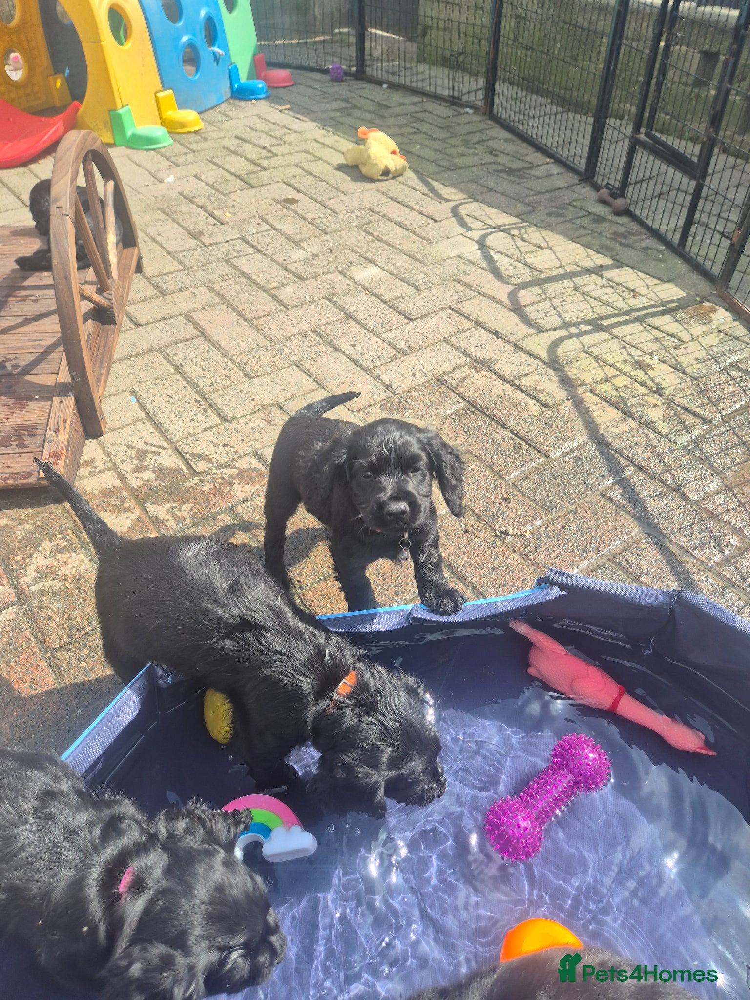 Cocker Spaniel dogs Working cocker pups  - Advert 2