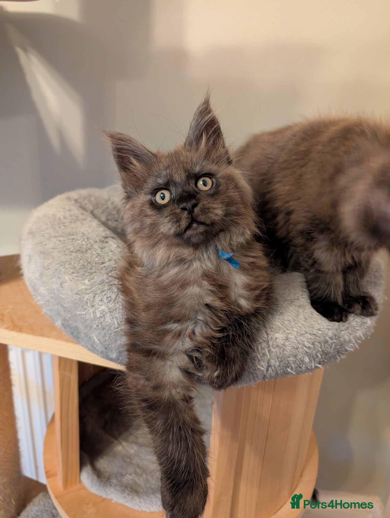 Maine Coon cats Last Boy Gorgeous Registered Maine Coon Kittens  - Advert 2