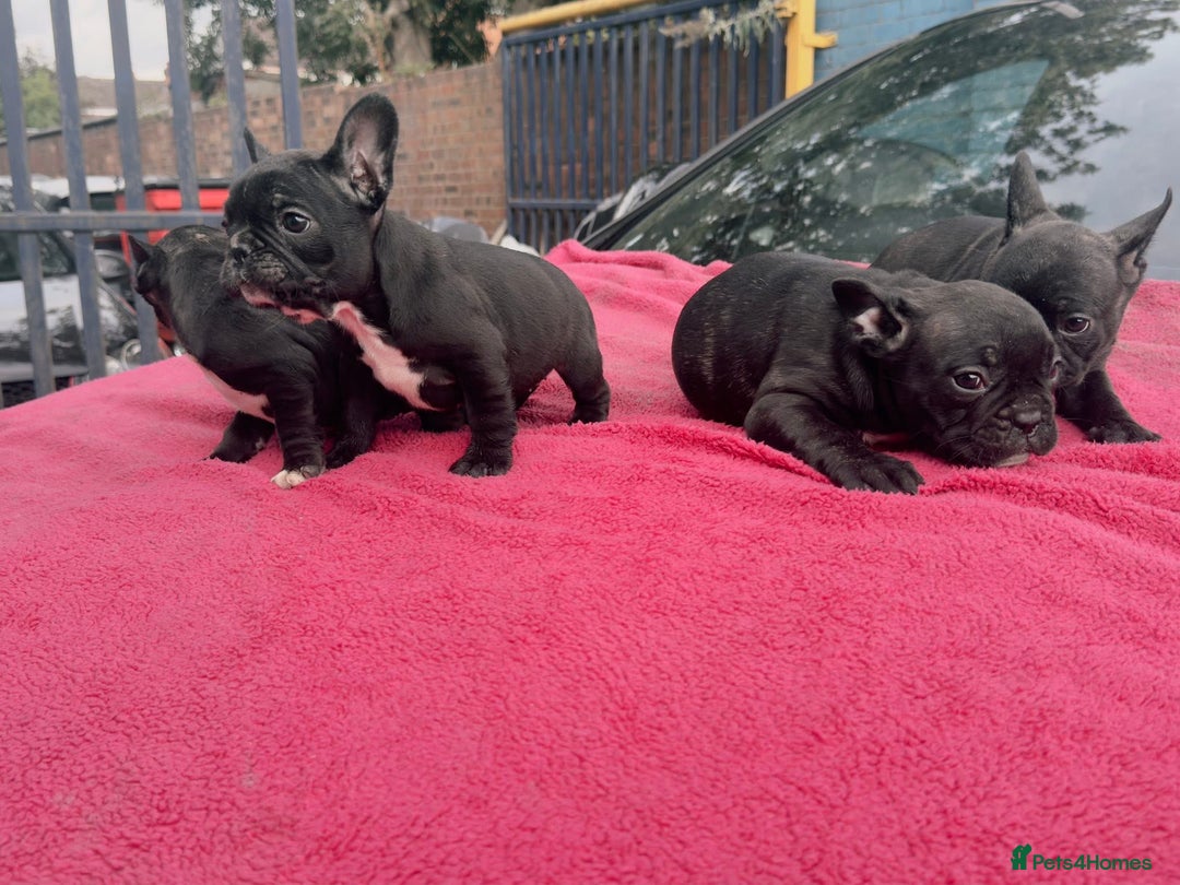 French Bulldog dogs for sale: French bulldog  - Image 8