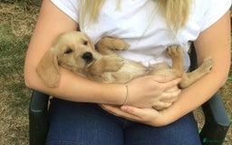 Hungarian Vizsla dogs for sale: VIZSIPOO puppies, Vizsla x Miniature Poodle - Image 24
