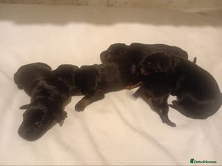 Mixed Breed dogs Champ KC registered Doberman & Beaceron puppies. - Advert 6