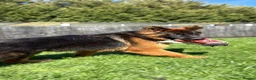 German Shepherd dogs for sale: Beautiful German shepherd female  - Advert 4