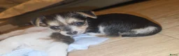 Chorkie dogs for sale:  **  Chorkie puppies in Towcester - Advert 12