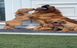 Golden Retriever dogs for sale: Golden Retriever Puppys - Image 7