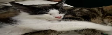 Female Kitten