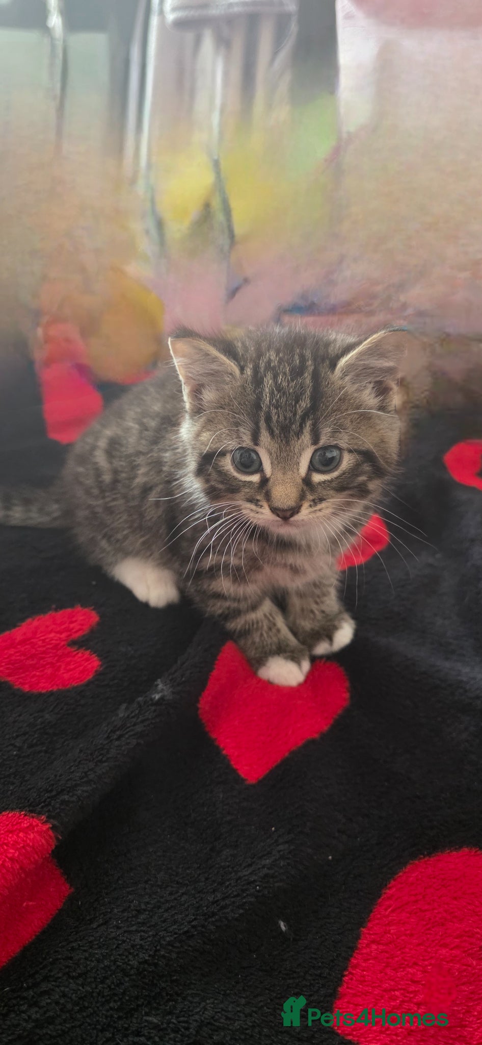 Mixed Breed cats for sale: Kitty  - Advert 4