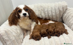 Cavalier King Charles Spaniel dogs for sale: Health tested King Charles cavalier  - Image 1