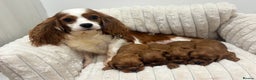 Cavalier King Charles Spaniel dogs for sale: KC registered Health tested King Charles cavalier - Advert 9