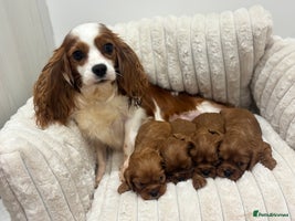 Cavalier King Charles Spaniel dogs - Advert 10