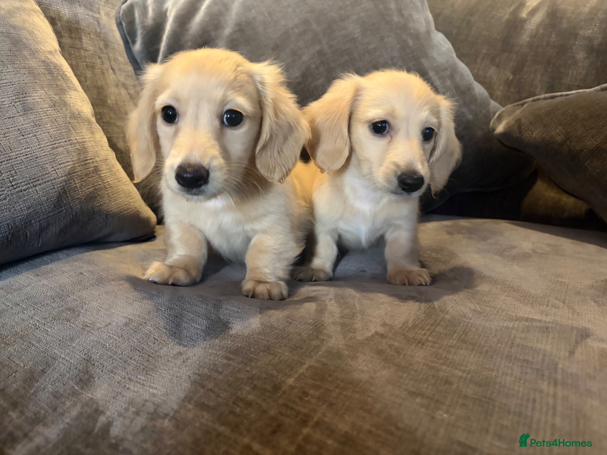 Miniature Dachshund dogs READY! 2 boys left! 💙 Cream Long Haired Pups KC - Advert 1