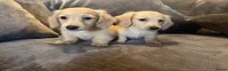 Miniature Dachshund dogs for sale: READY! 2 boys left! 💙 Cream Long Haired Pups KC - Advert 7
