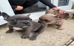 French Bulldog dogs for sale: Adorable Fresh bulldog - Image 2