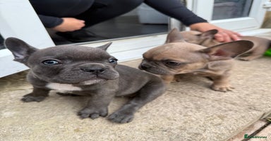 French Bulldog dogs - Advert 11