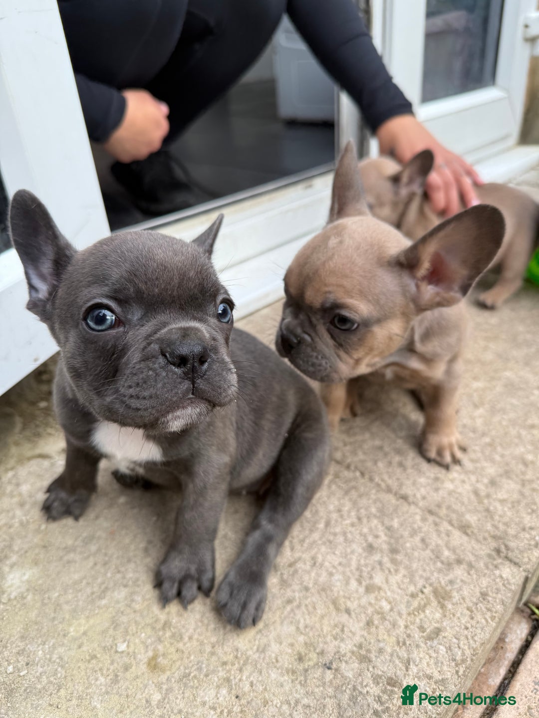 French Bulldog dogs for sale: Adorable Fresh bulldog - Image 2