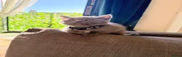 British Shorthair cats for sale: Baby Kittens British Shorthair in Gravesend - Advert 31