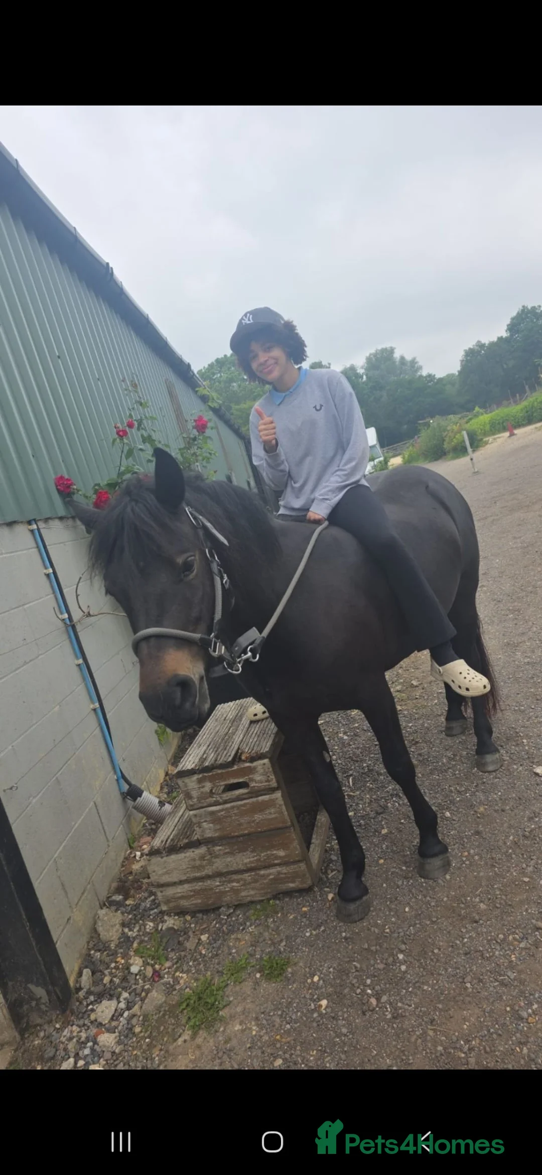 Dartmoor horses for sale: Stunning dartmoor pony  in Hatfield - Advert 2