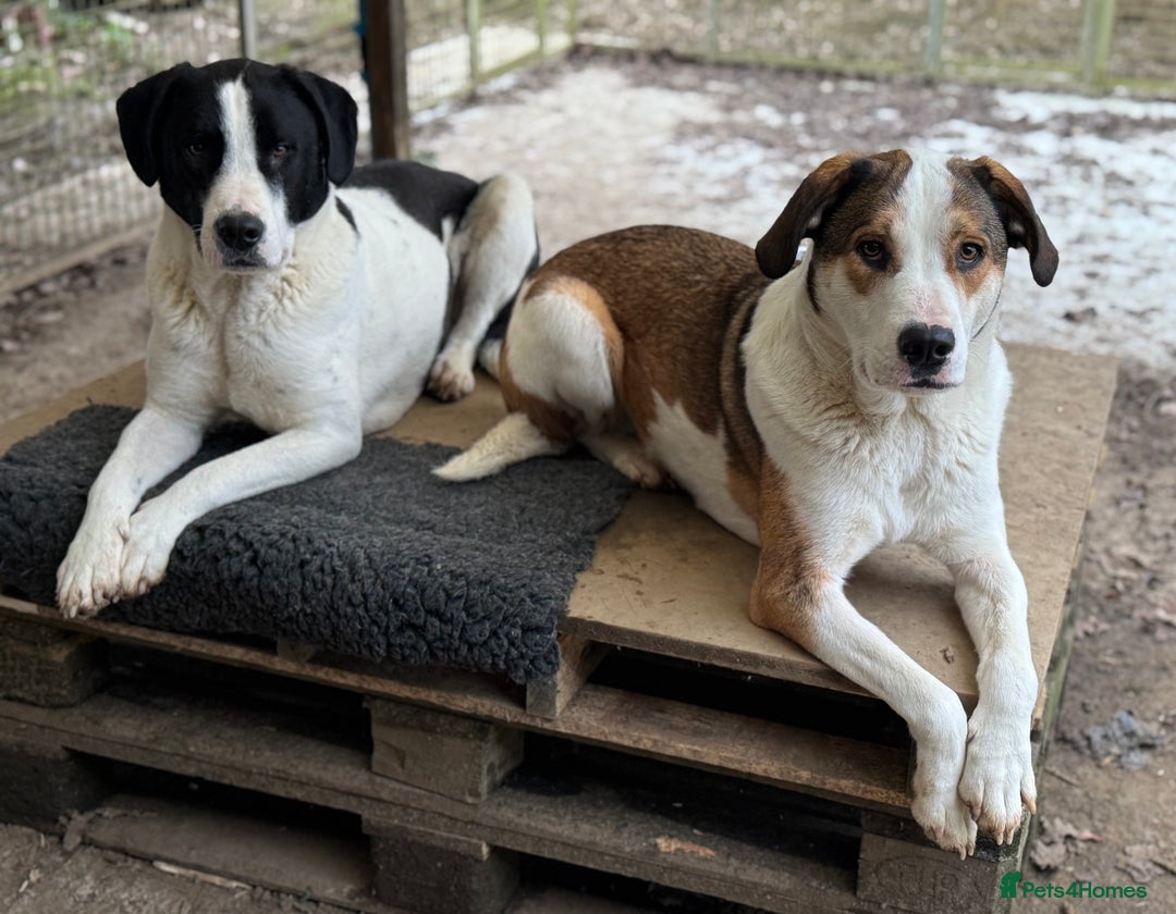 Mixed Breed dogs for adoption: LUCA – TWO YEARS WAITING FOR SOMEONE TO CARE 🐾 - Advert 19