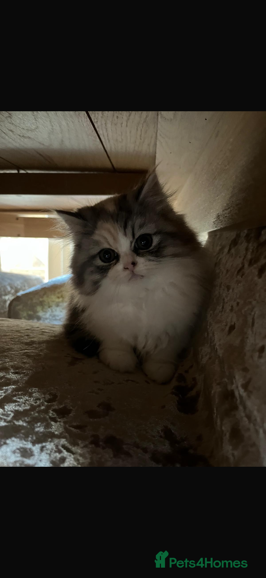 Mixed Breed cats for sale: Gorgeous half Persian male kitten  - Advert 2