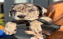 Mixed Breed dogs for sale: Last Four Mastiff pups available  - Image 31