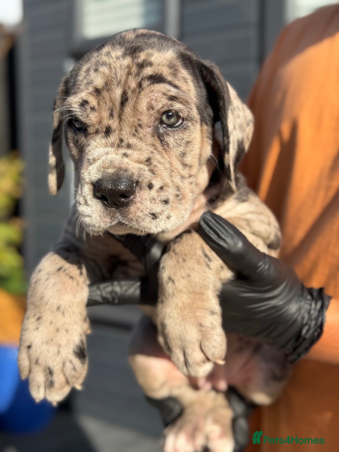 Mixed Breed dogs for sale: Last Four Mastiff pups available  - Image 31