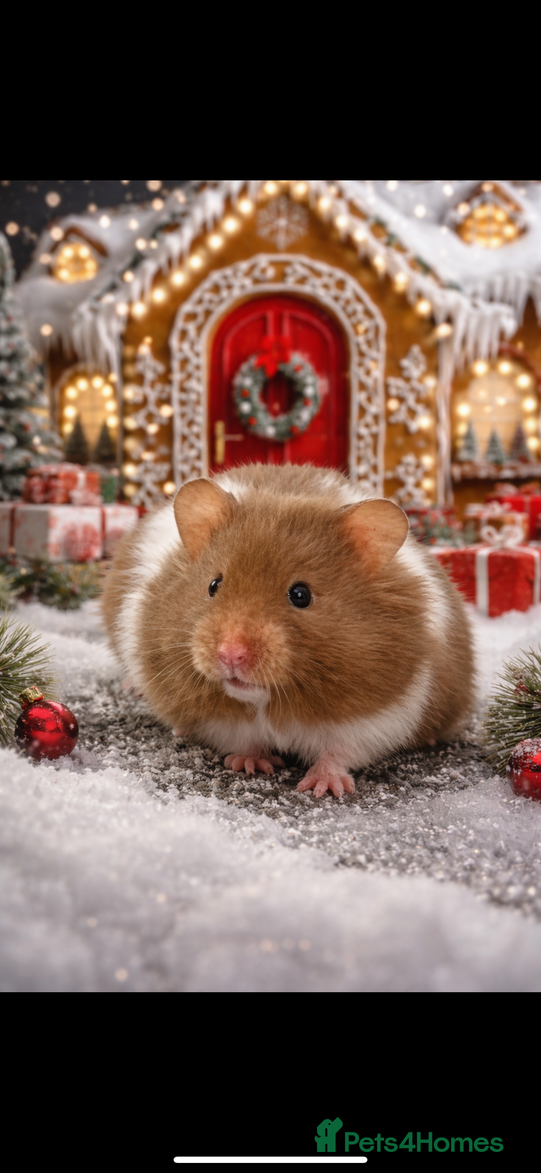 Hamster rodents for sale: Baby hamsters  - Advert 13