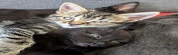 Mixed Breed cats for sale: Kittens for sale - Advert 2