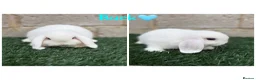 Mini Lop rabbits for sale: Pure breed mini lops  - Advert 6