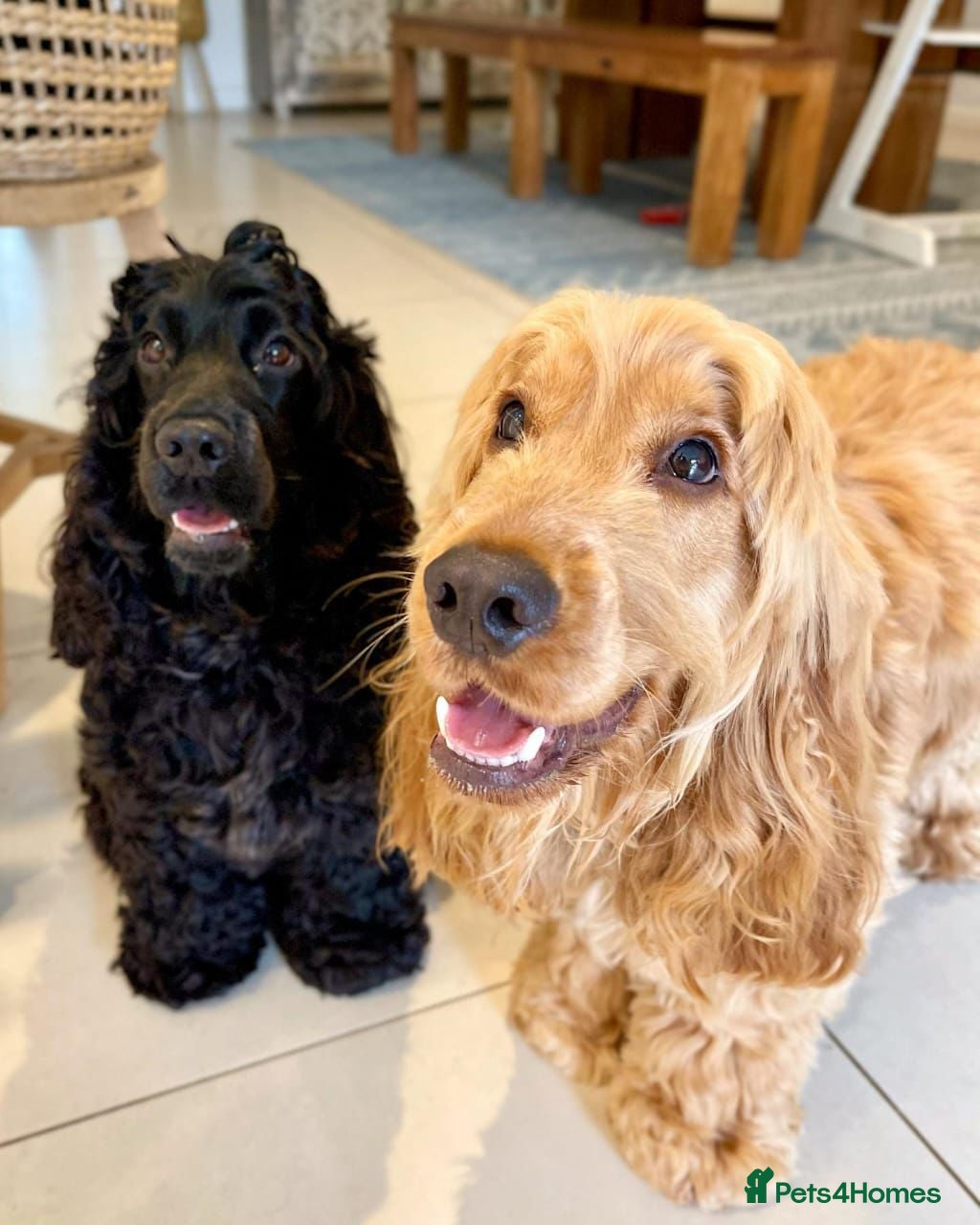 Cocker Spaniel dogs Beautiful Cocker Spaniel - Advert 1