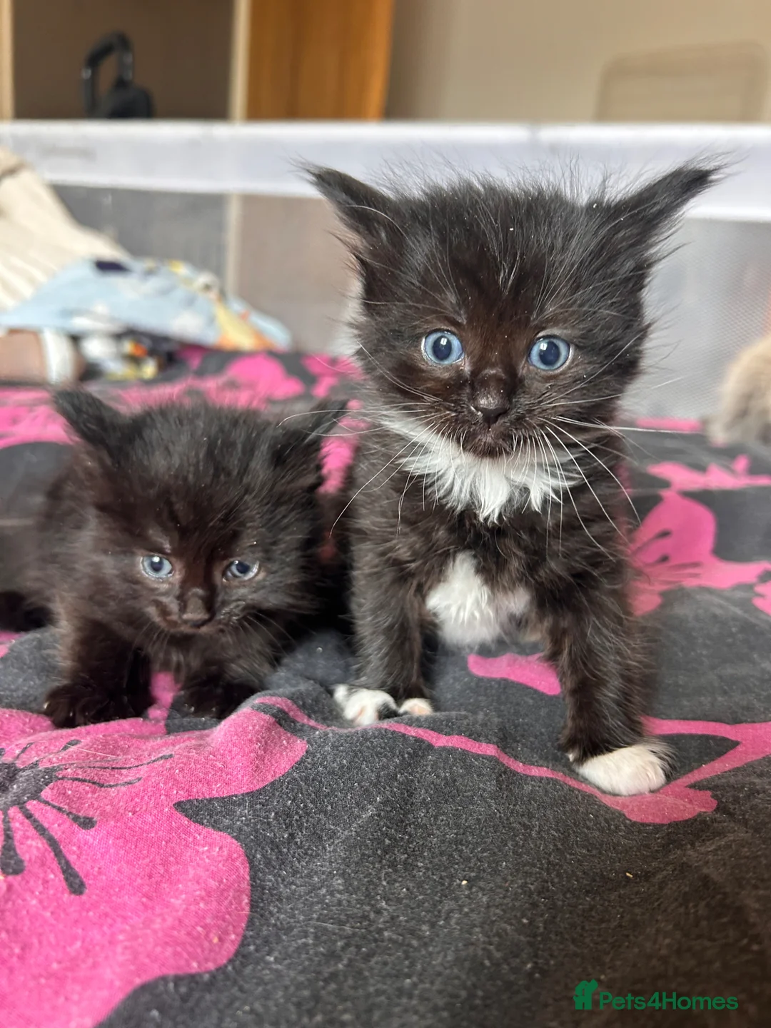 Mixed Breed cats for sale: Ragdoll x Maine coon kittens last 2 available. - Advert 10
