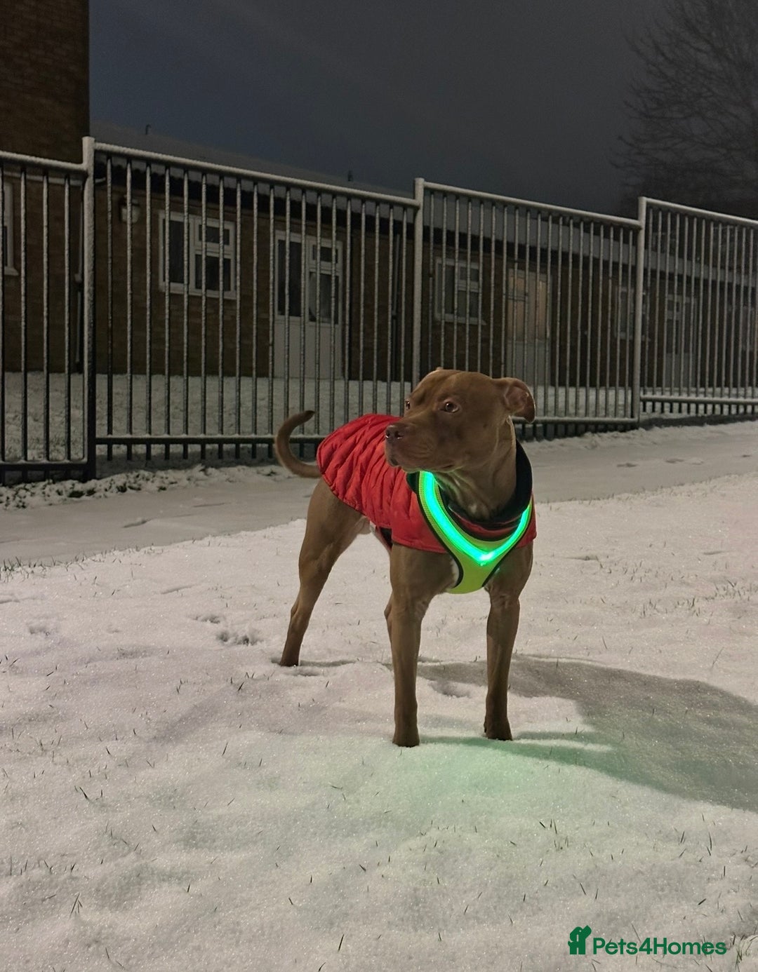 Mixed Breed dogs for sale: STAFFORDSHIRE X AMERICAN BULLY DOG 3YO URGENT - Advert 9