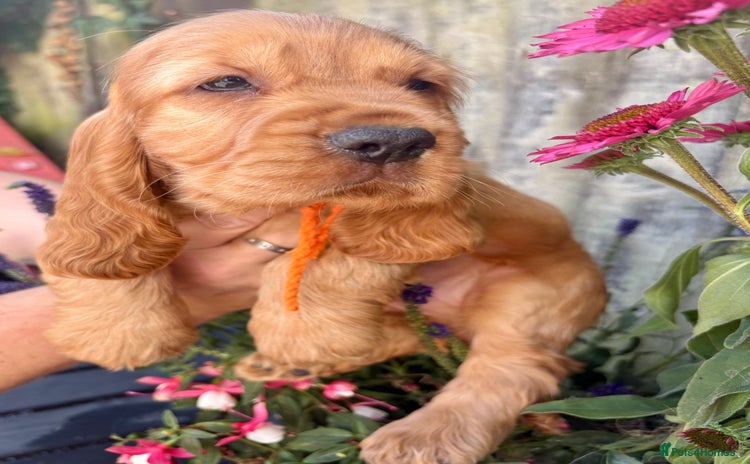 Cocker Spaniel dogs in Chepstow - Advert 1