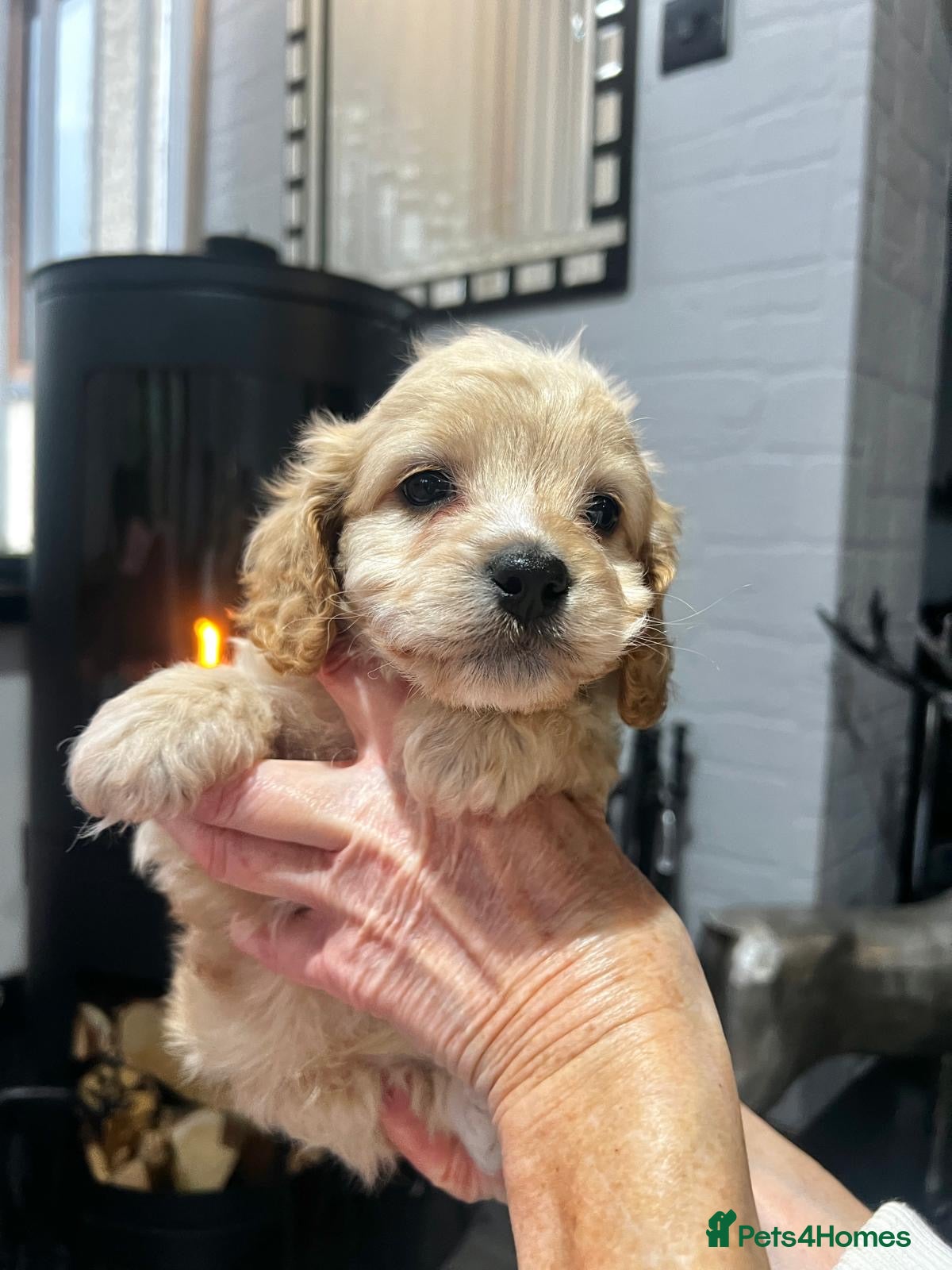 Cockapoo dogs Tiny cockerpoo pups - Advert 2