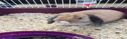 Mixed Breed rabbits for sale: Pet Rabbit for sale in Washington - Advert 1