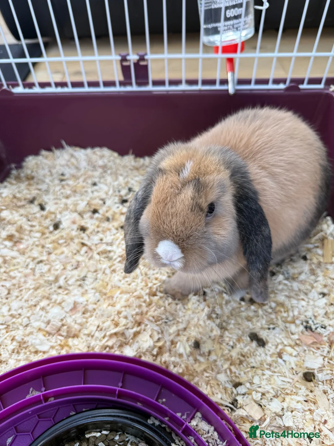 Mixed Breed rabbits for sale: Pet Rabbit for sale in Washington - Advert 1