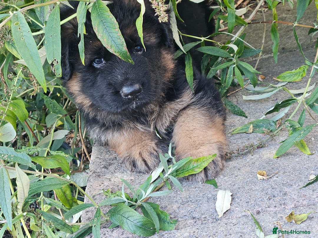 German Shepherd dogs for sale: 2 Chunky GSD boys looking for forever home  - Image 5