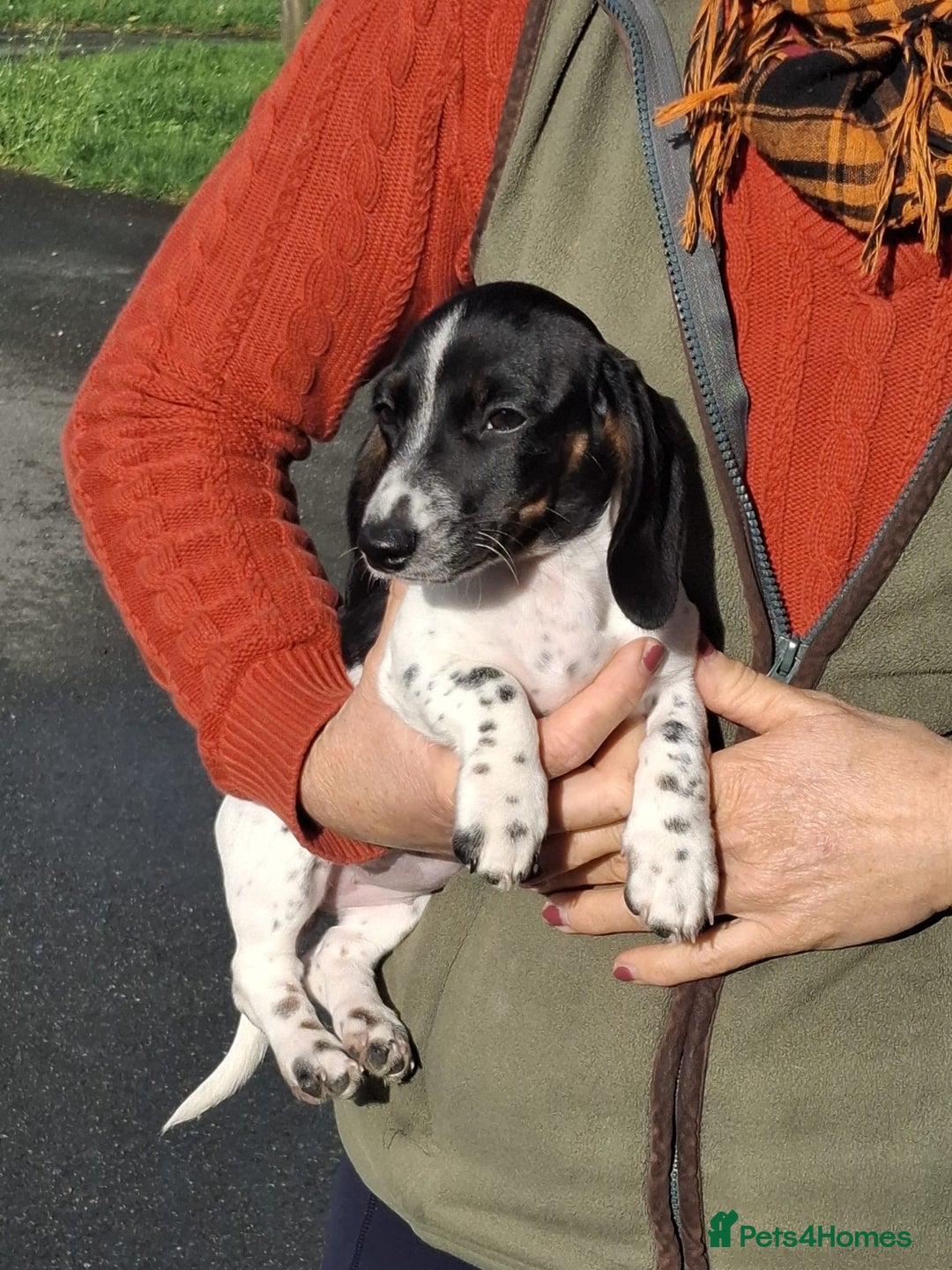 Miniature Dachshund dogs for sale: KC Reg Mini Dachshund  - Advert 1