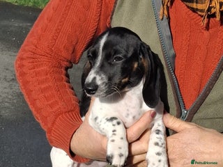 Miniature Dachshund dogs KC Reg Mini Dachshund - Advert 1