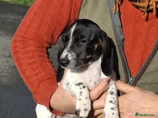 Miniature Dachshund dogs KC Reg Mini Dachshund - Advert 15