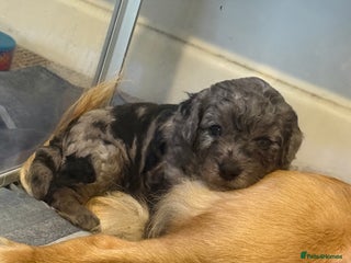 Cavapoo dogs Merle cavapoo boys - Advert 3