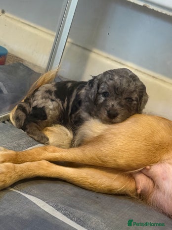 Cavapoo dogs Merle cavapoo boys - Advert 10