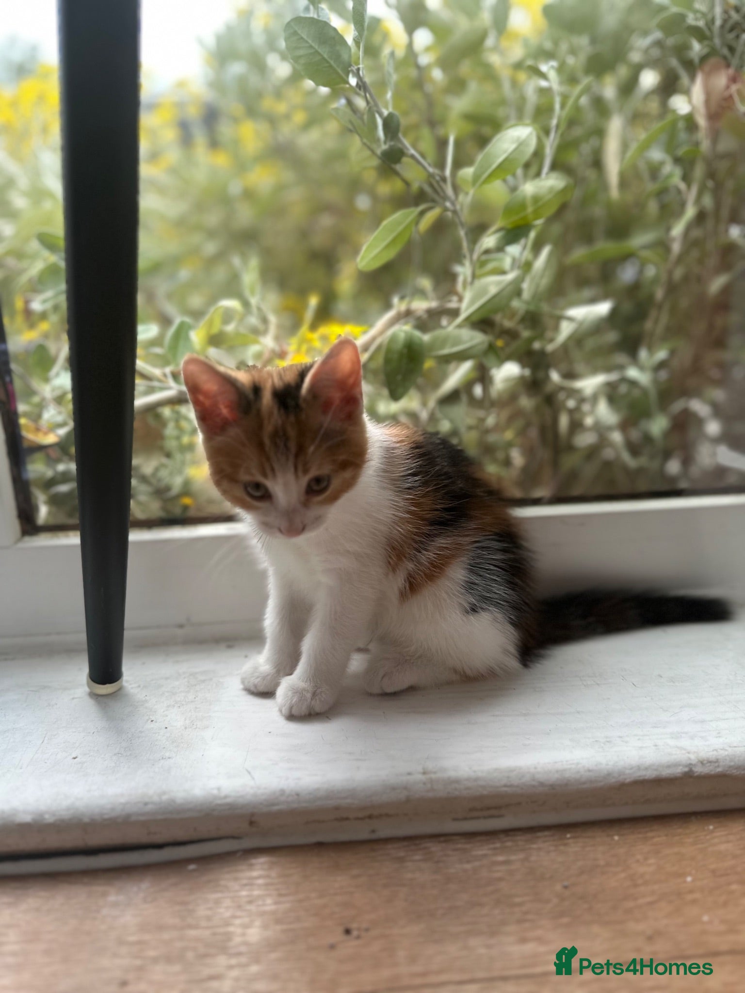 Domestic Shorthair cats Domestic shorthair cats  - Advert 1