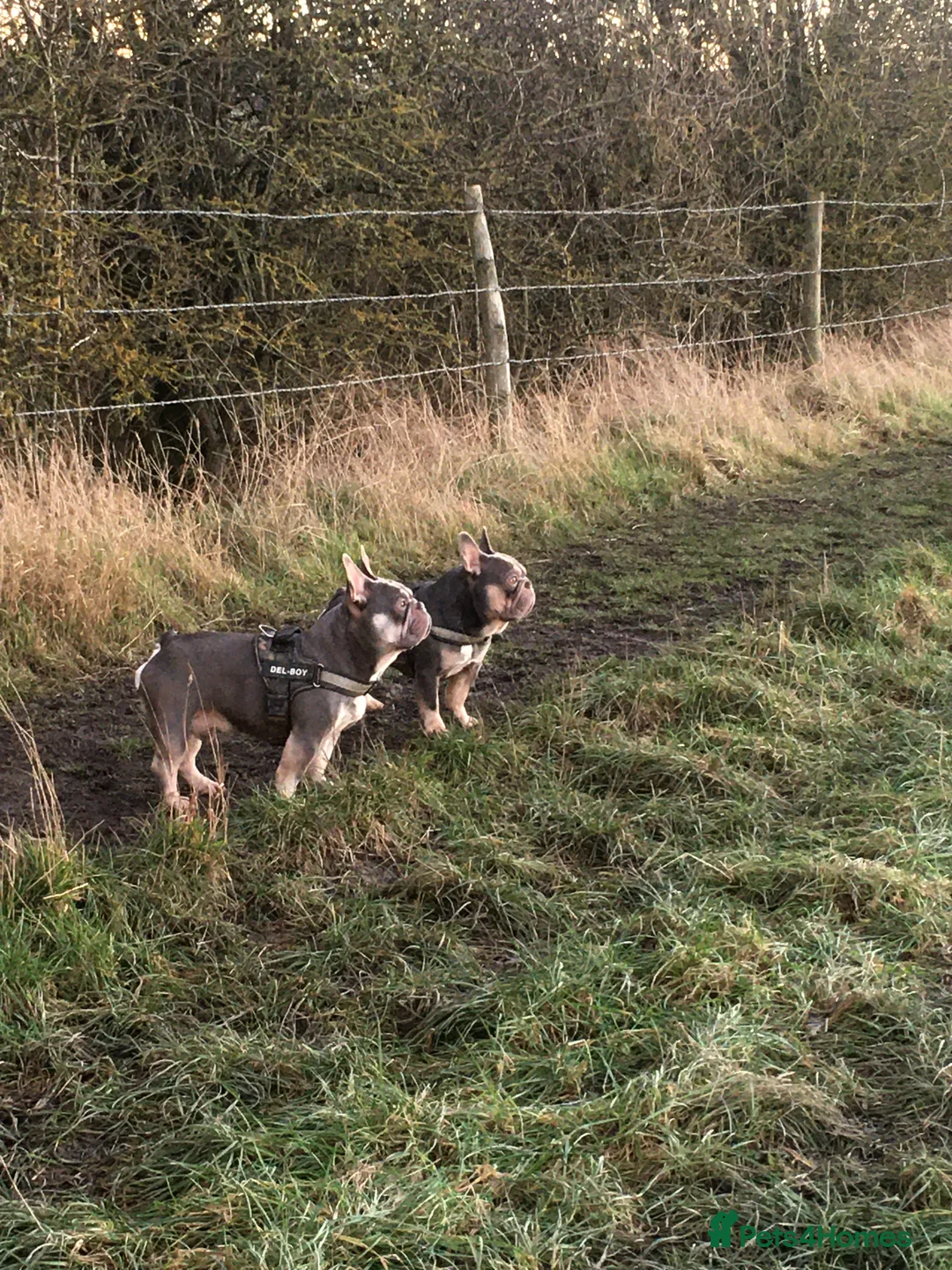 French Bulldog dogs for stud: RFG-FBCE-BVA LILAC & TAN KC French Bulldog studs  in Darlington - Advert 5