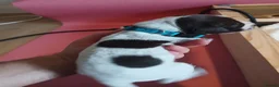 German Shorthaired Pointer dogs for sale: Matilda - Advert 13
