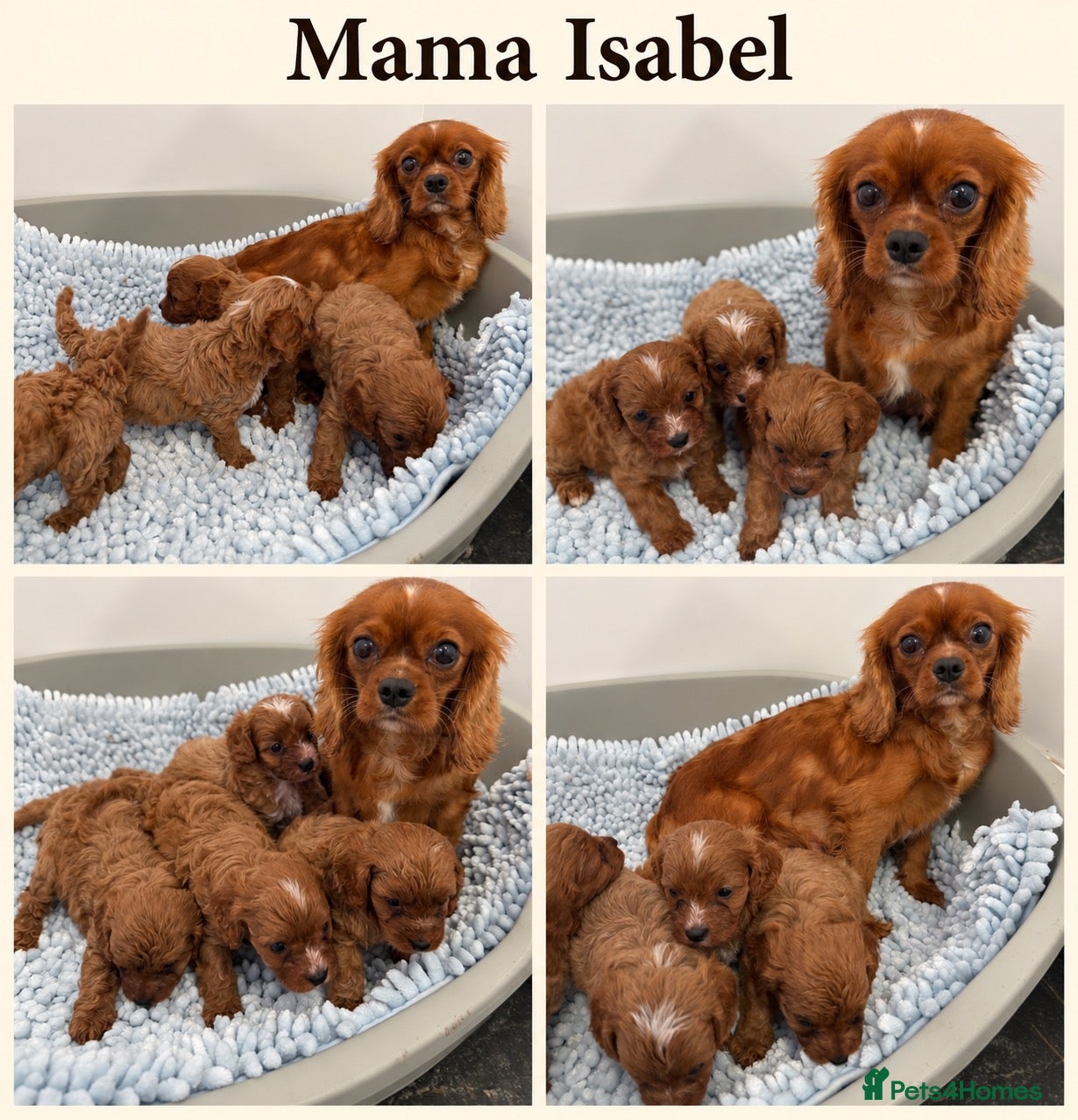 Cavapoo dogs F1 Cavapoo babies  - Advert 2