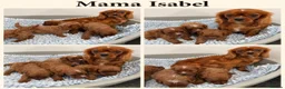 Cavapoo dogs for sale: F1 Cavapoo babies  - Advert 2
