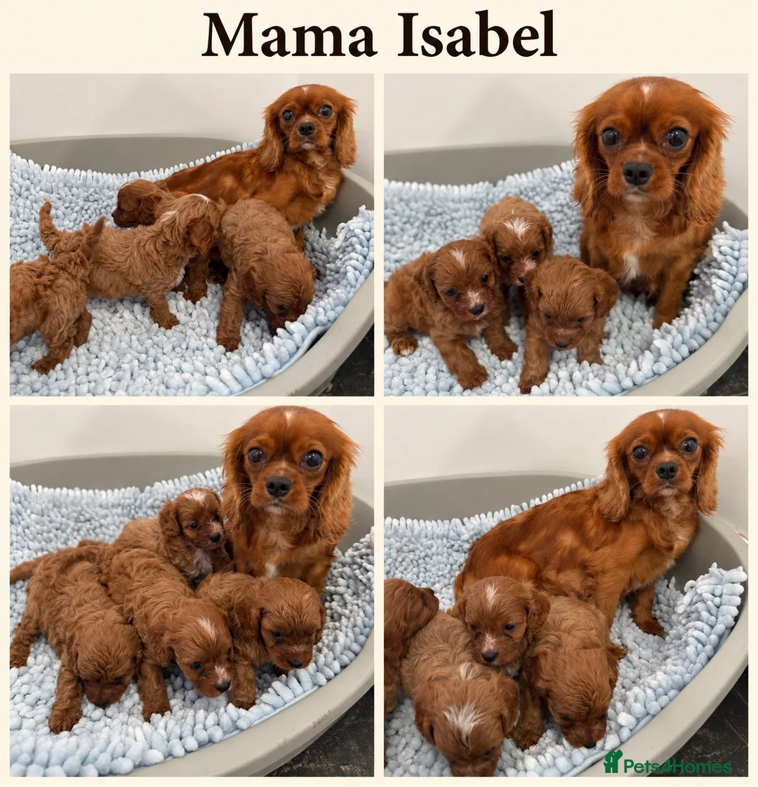 Cavapoo dogs for sale: F1 Cavapoo babies  - Advert 2