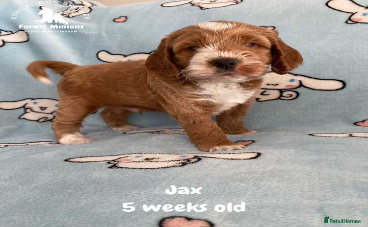 Cockapoo dogs Extensively Tested F1 Cockapoos - Advert 1