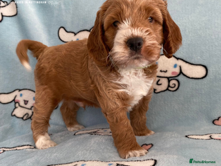 Cockapoo dogs Extensively Tested F1 Cockapoos - Advert 4