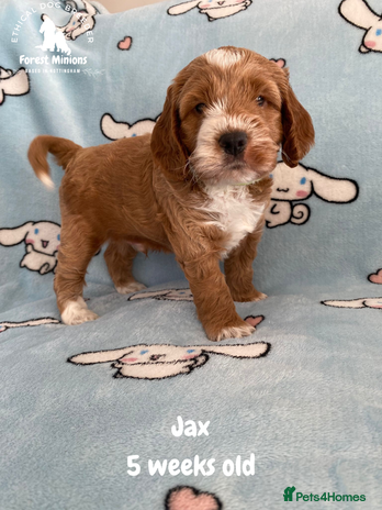 Cockapoo dogs Extensively Tested F1 Cockapoos - Advert 1